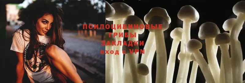 Псилоцибиновые грибы Psilocybe  Нововоронеж 